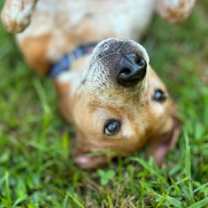 Thumbnail photo of Mitchie #3