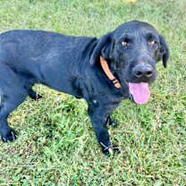 Thumbnail photo of Sammy #1