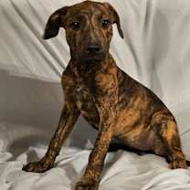 Thumbnail photo of Red #1