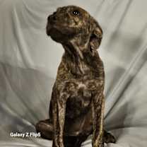 Thumbnail photo of Green #1