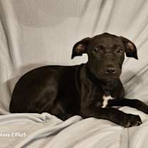 Thumbnail photo of Blackie #1