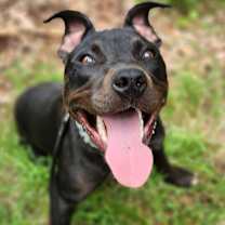 Thumbnail photo of Batty #1