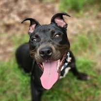 Thumbnail photo of Batty #2