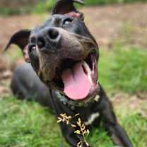 Thumbnail photo of Batty #3