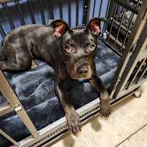 Thumbnail photo of Batty #4