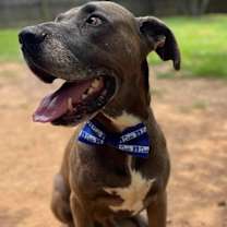 Thumbnail photo of Duke #1