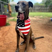 Thumbnail photo of Duke #2