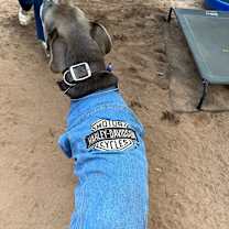 Thumbnail photo of Duke #3