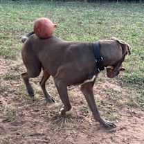 Thumbnail photo of Duke #4