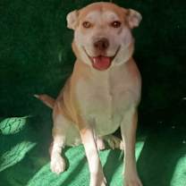 Thumbnail photo of Guero Macho #1