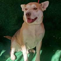 Thumbnail photo of Guero Macho #2