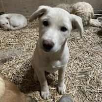 Thumbnail photo of SugarPlum #4