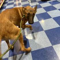 Thumbnail photo of Donner #1