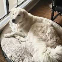 Thumbnail photo of Sammy AKA Samuel #1