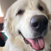 Thumbnail photo of Sammy AKA Samuel #2