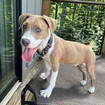 Thumbnail photo of McCoy #2