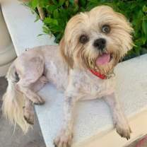 Thumbnail photo of ROCKO #4