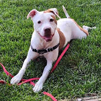 Thumbnail photo of Maple #1