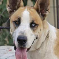 Thumbnail photo of MARMADUKE #2