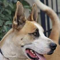 Thumbnail photo of MARMADUKE #4