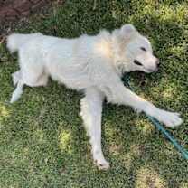 Thumbnail photo of Sammy AKA Samuel #3