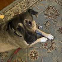 Thumbnail photo of DAISY 2  (COURTESY POST) #2