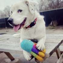 Thumbnail photo of Maggie #2