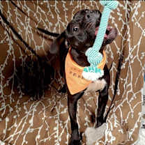 Thumbnail photo of Hercules #3