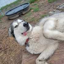Thumbnail photo of Mordecai #4