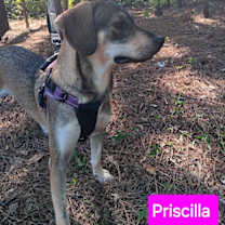 Thumbnail photo of Priscilla #3