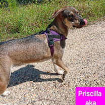 Thumbnail photo of Priscilla #4