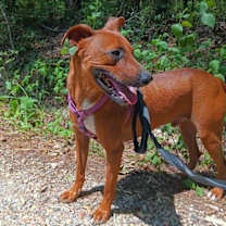 Thumbnail photo of Otis #2