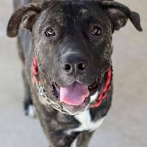 Thumbnail photo of Bruno PPJ #1