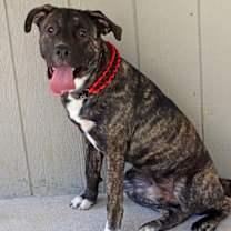 Thumbnail photo of Bruno PPJ #3