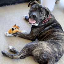 Thumbnail photo of Bruno #2