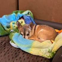 adopt-pet