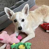 adopt-pet