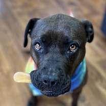 Thumbnail photo of Cocoa #1