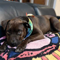 Thumbnail photo of Cocoa #2
