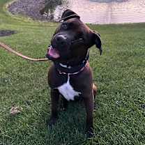Thumbnail photo of Cocoa #3
