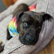 Thumbnail photo of Cocoa #4