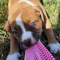 Thumbnail photo of Prime #1