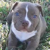 Thumbnail photo of Prime #3