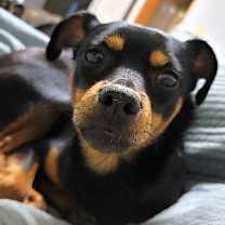 Thumbnail photo of Lylla (I) #1