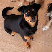 Thumbnail photo of Lylla (I) #2