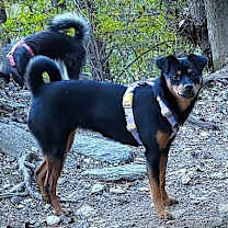 Thumbnail photo of Lylla (I) #3