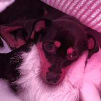 Thumbnail photo of Lylla (I) #4