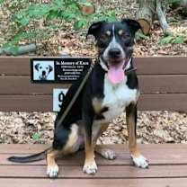 Thumbnail photo of Shiloh (Park Pup 2) #2