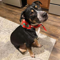 Thumbnail photo of Shiloh (Park Pup 2) #3