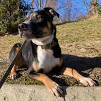 Thumbnail photo of Shiloh (Park Pup 2) #4